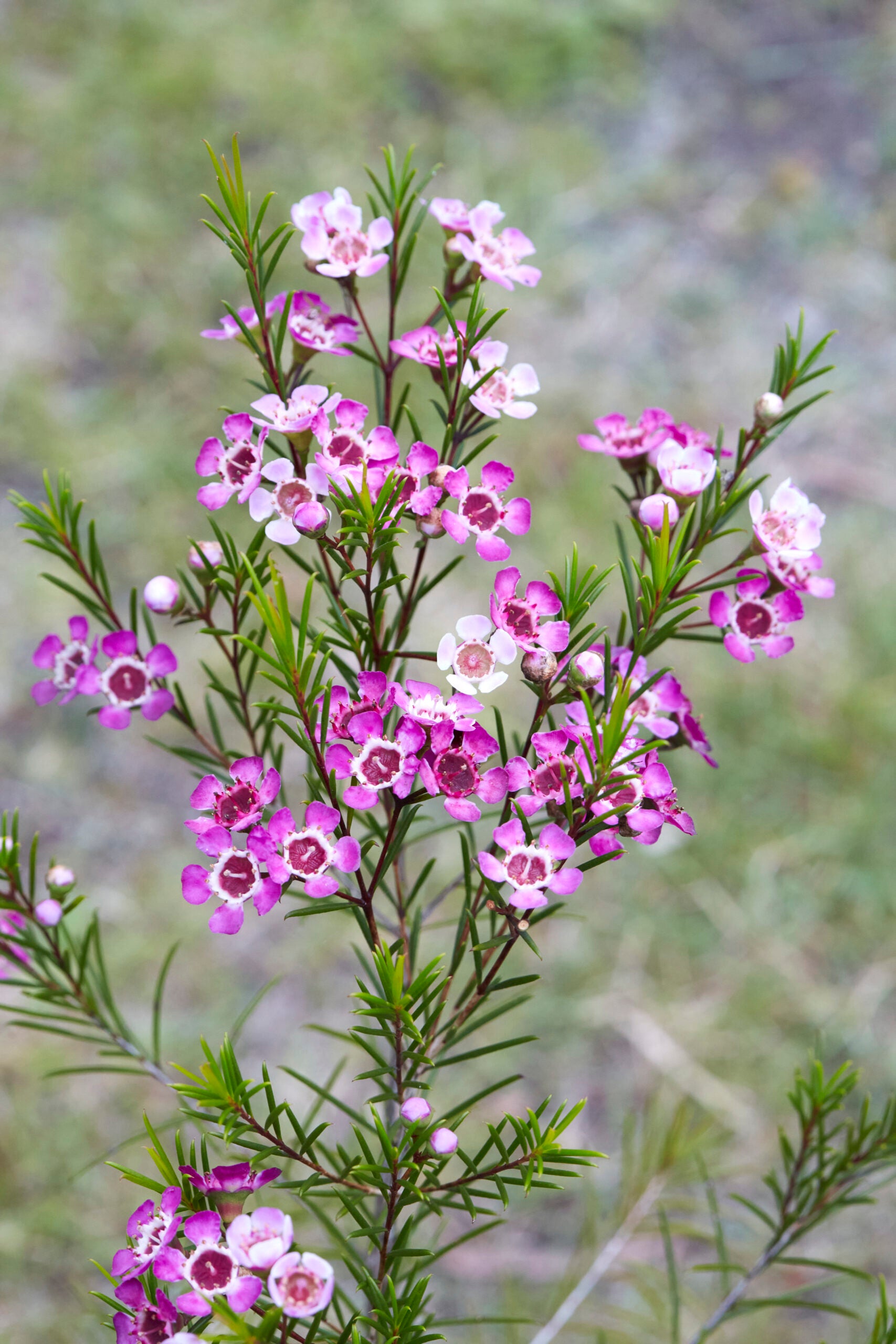 Geraldton Wax Flower seeds for Planting - Drought Tolerant, Heirloom & GMO Free Seeds for Home Garden