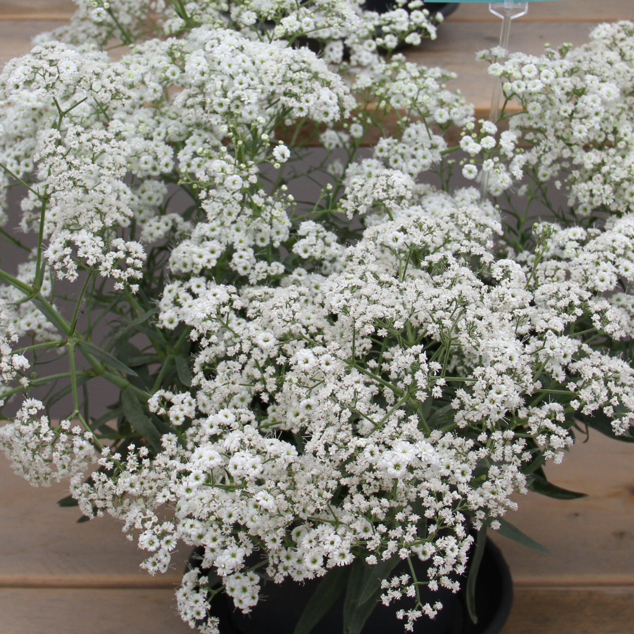 Gypsophila Flower seeds for Planting Low Maintenance Heirloom & GMO Free Seeds for Home Garden