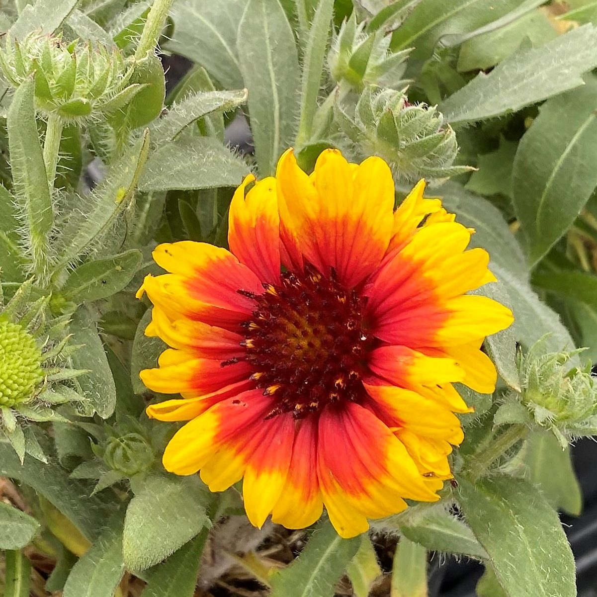 Yellow Gaillardia Flower seeds for Planting - Cottage Garden Essential, Heirloom & GMO Free Seeds for Home Garden