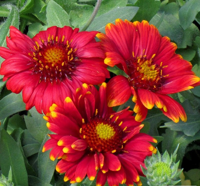 Red Gaillardia Arizona Flower seeds for Planting - Compact Growth, Heirloom & GMO Free Seeds for Home Garden