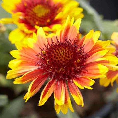 Yellow Gaillardia Flower seeds for Planting - Cottage Garden Essential, Heirloom & GMO Free Seeds for Home Garden