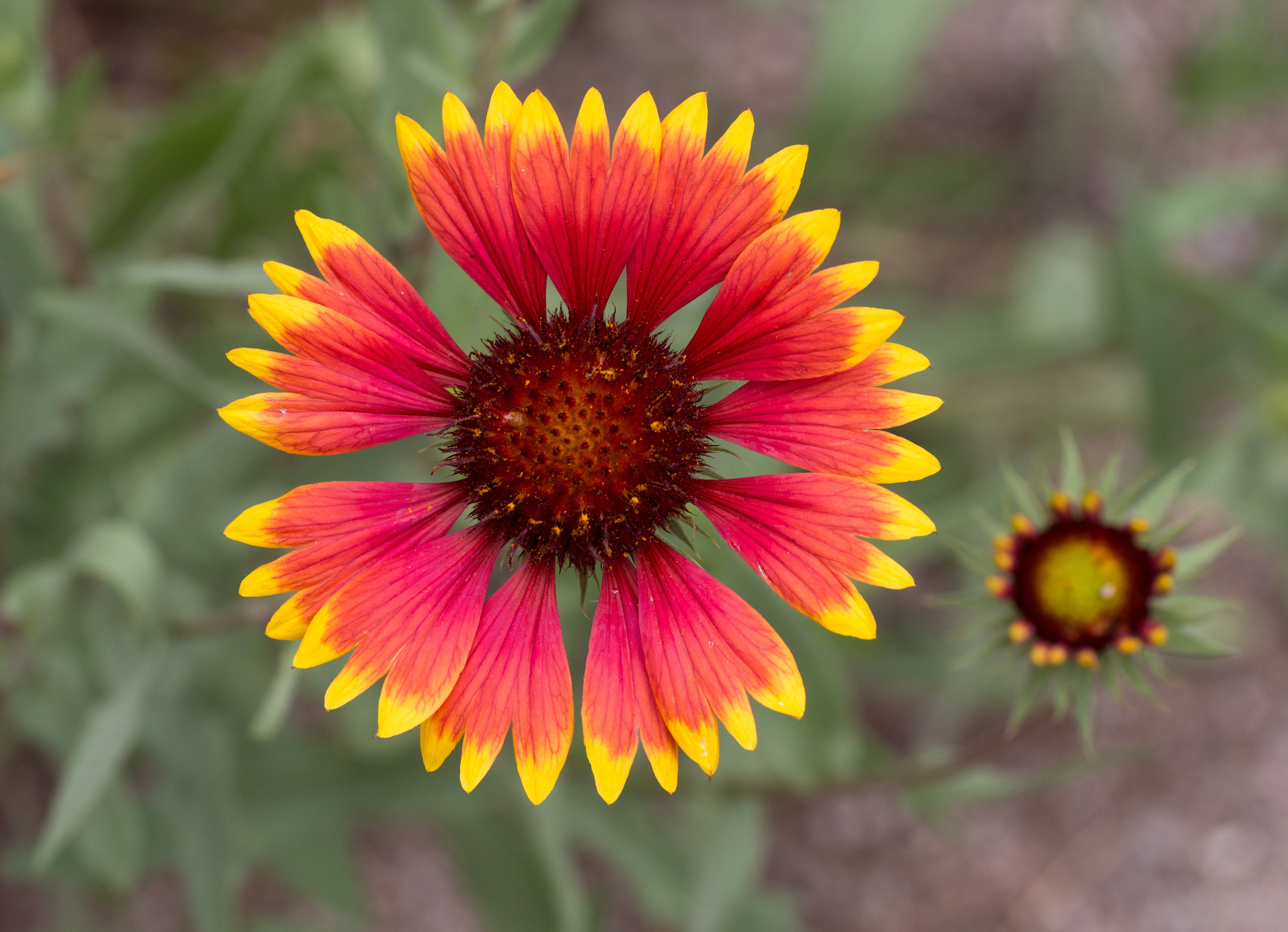 Arizona Flower seeds for Planting - Seasonal Bloomer, Heirloom & GMO Free Seeds for Home Garden