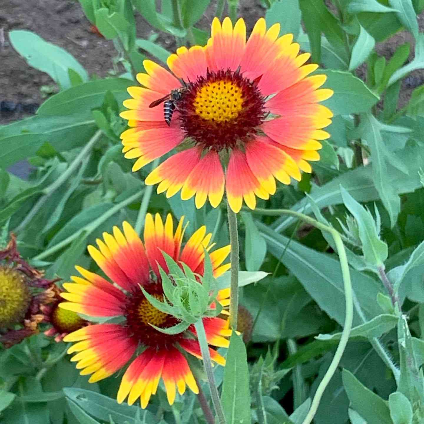 Blanket Flower Gaillardia Seeds for Easy Planting
