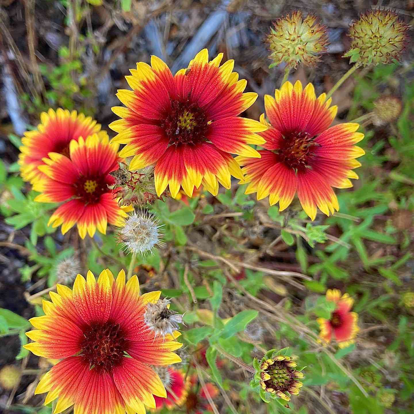 Blanket Flower Gaillardia Seeds for Easy Planting