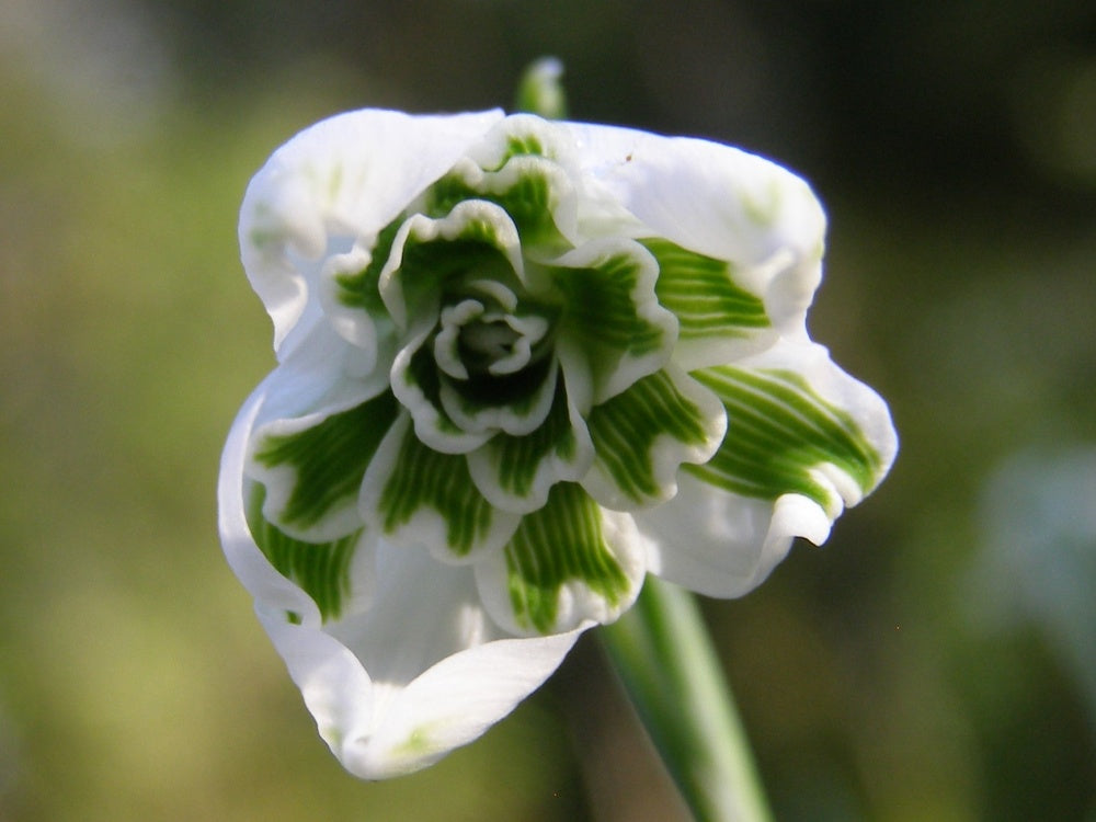 Rare Scented Snowdrops (Galanthus nivalis 'Flore Pleno') Flower seeds for Planting - Garden Favorite, Heirloom & GMO Fre