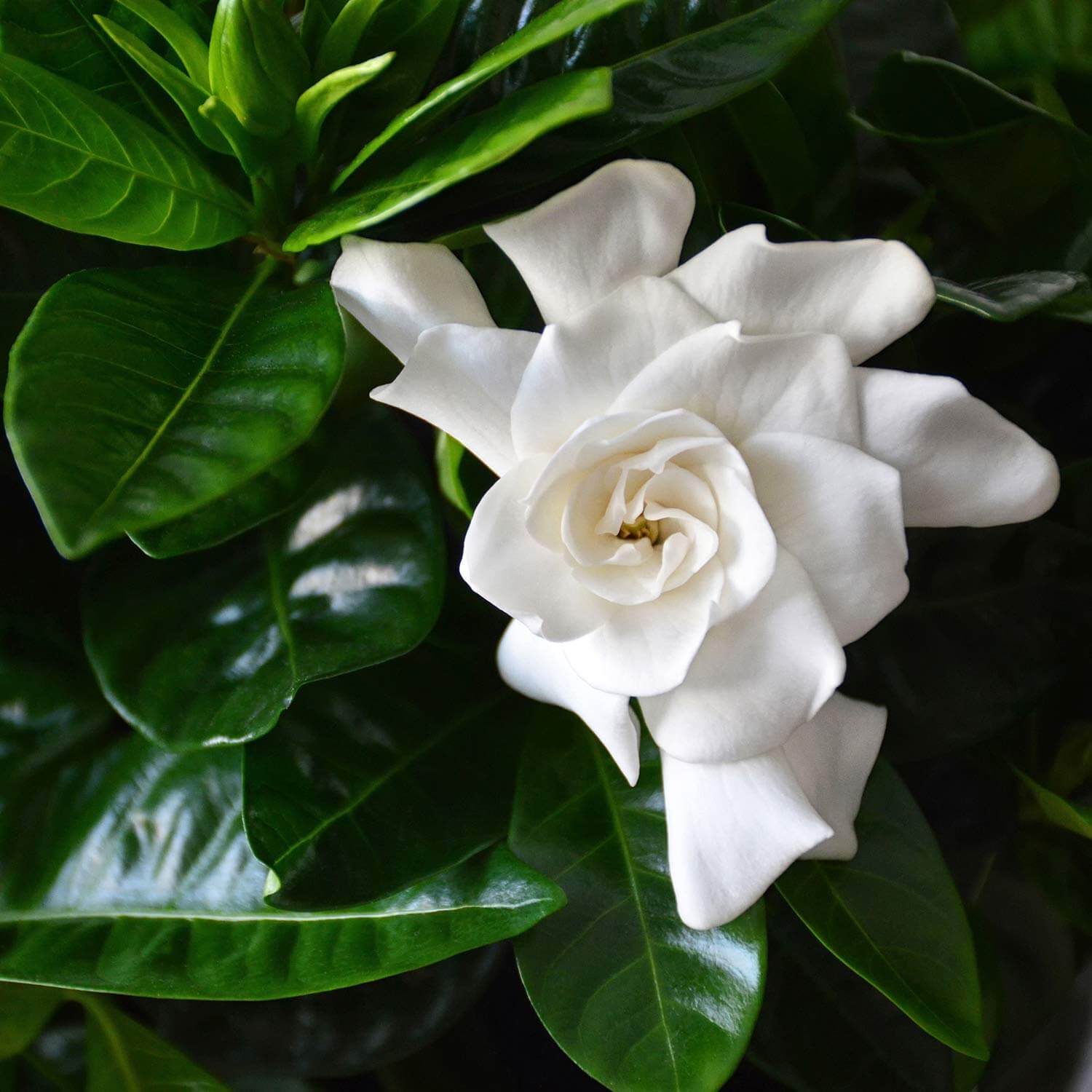 Gardenia Jasminoides Flower seeds for Planting - Cottage Garden Essential, Heirloom & GMO Free Seeds for Home Garden