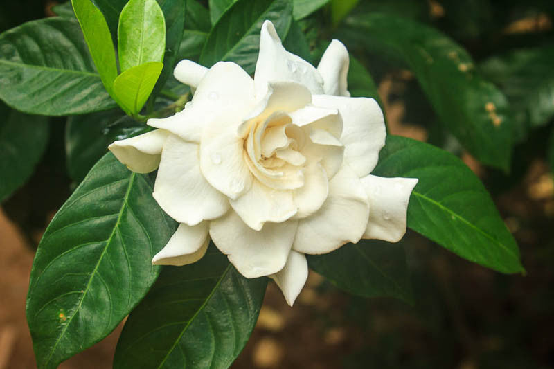 Gardenia Jasminoides Flower seeds for Planting - Cottage Garden Essential, Heirloom & GMO Free Seeds for Home Garden