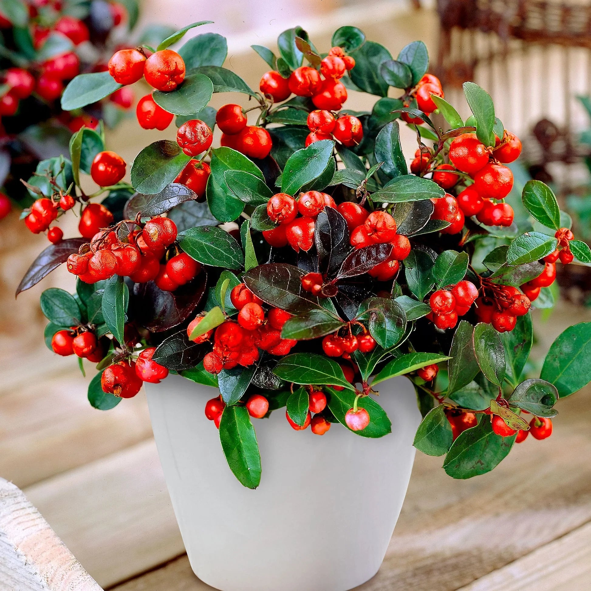 Red Gaultheria Flower seeds for Planting - Pollinator Friendly, Heirloom & GMO Free Seeds for Home Garden