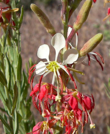 Red Gaura Flower seeds for Planting - Wildflower Mix, Heirloom & GMO Free Seeds for Home Garden