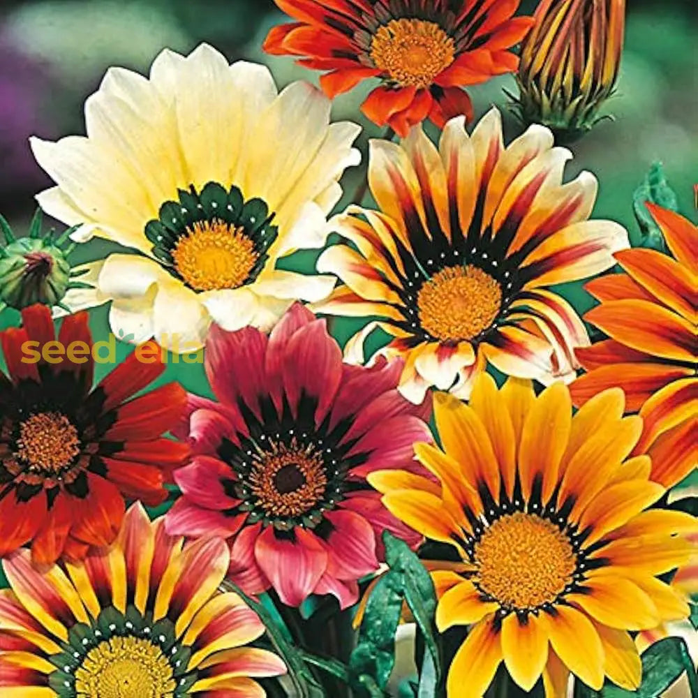 Red Yellow Gazania seeds for pots and borders