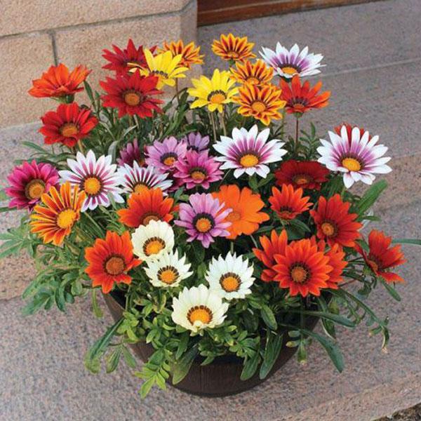 Red Gazania Flower Seeds Planting