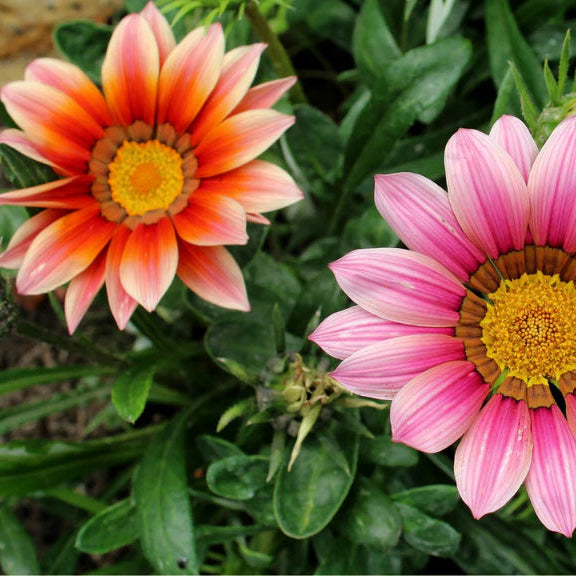 Light Pink Orange Gazania Flower Seeds for Planting Drought Tolerant Heirloom & GMO Free Seeds for Home Garden
 
 Sale