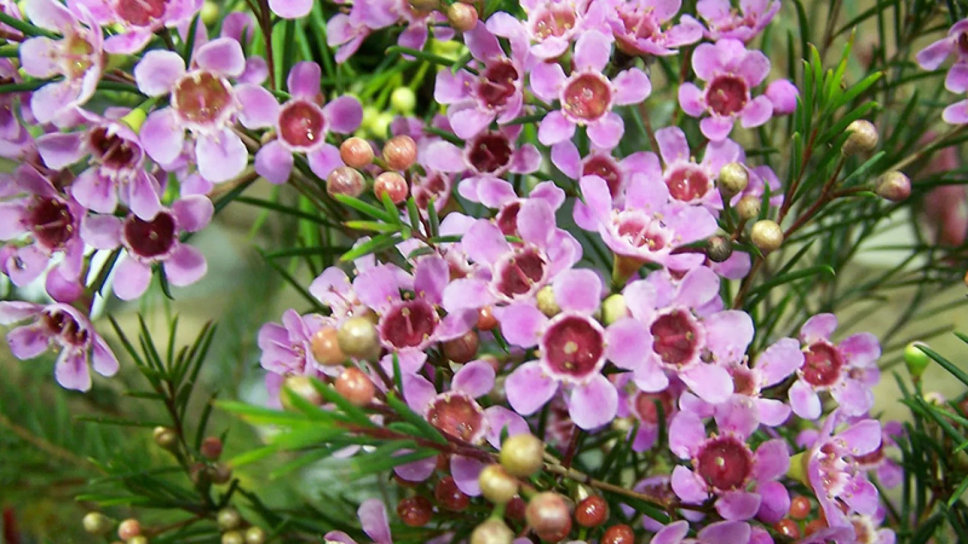 Geraldton Wax Flower seeds for Planting - Drought Tolerant, Heirloom & GMO Free Seeds for Home Garden