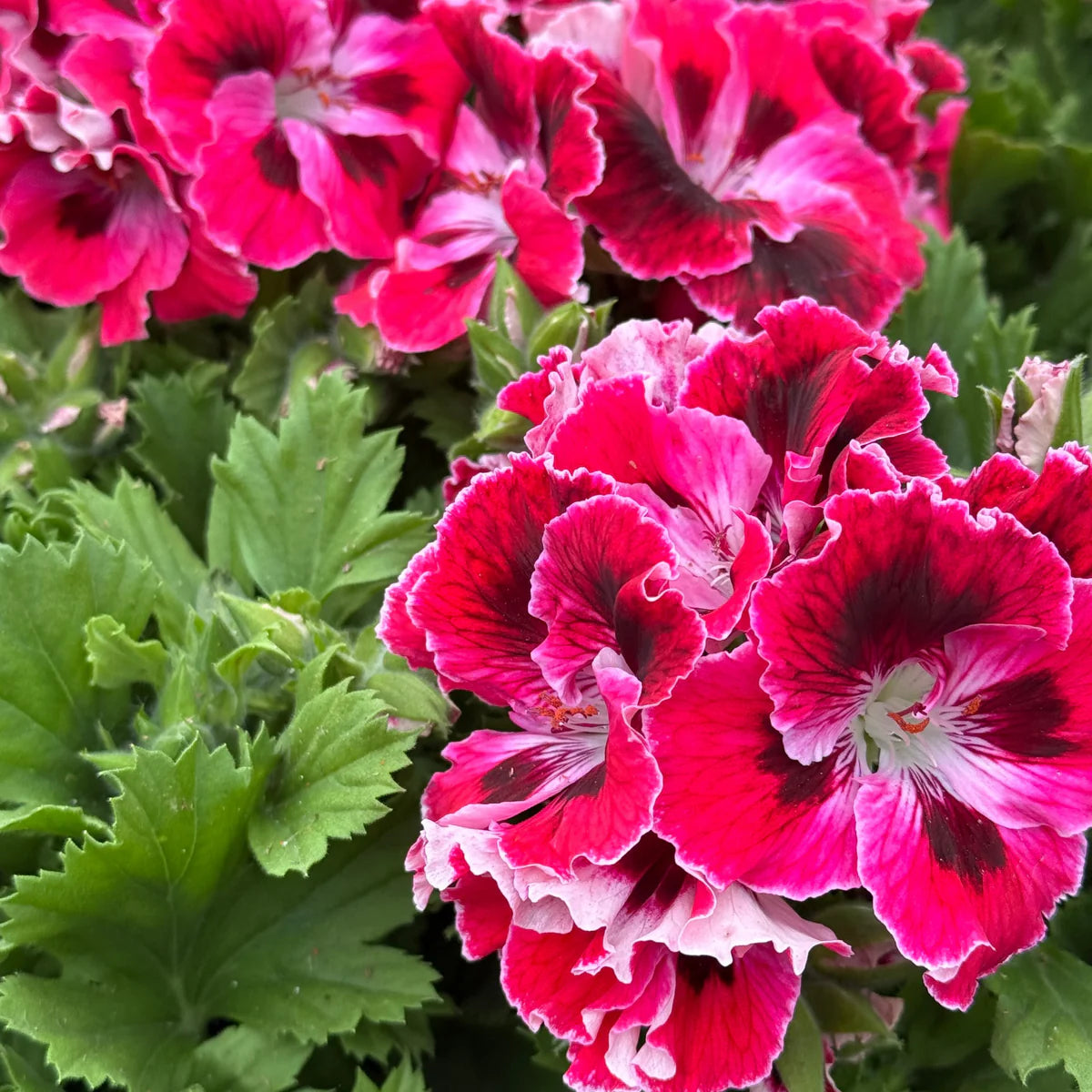 Geranium Flower seeds for Planting - Shade Tolerant, Heirloom & GMO Free Seeds for Home Garden Sa