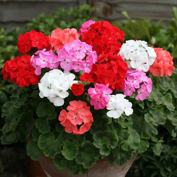 Geranio de Hojas Flower seeds for Planting - Perfect for Borders, Heirloom & GMO Free Seeds for Home Garden