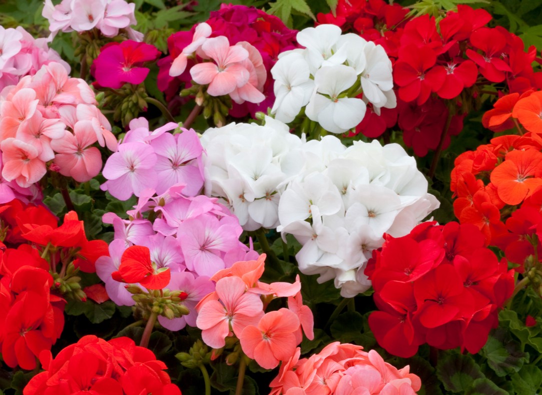 Mixed Geranium Flores Flower Seeds for Planting Pollinator Friendly Heirloom & GMO Free Seeds for Home Garden
 
 Sale