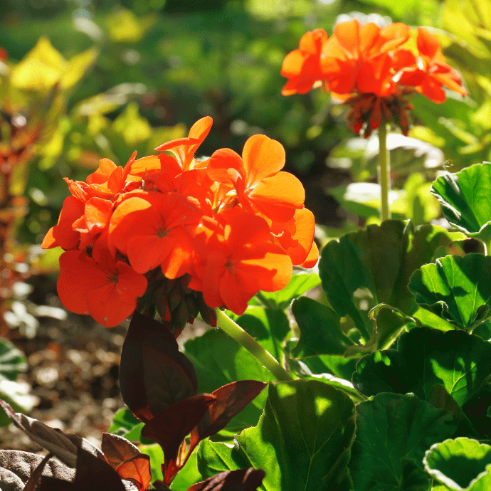 Orange Red Geranium Flower Seeds for Planting Seasonal Bloomer Heirloom & GMO Free Seeds for Home Garden
 
 Sale