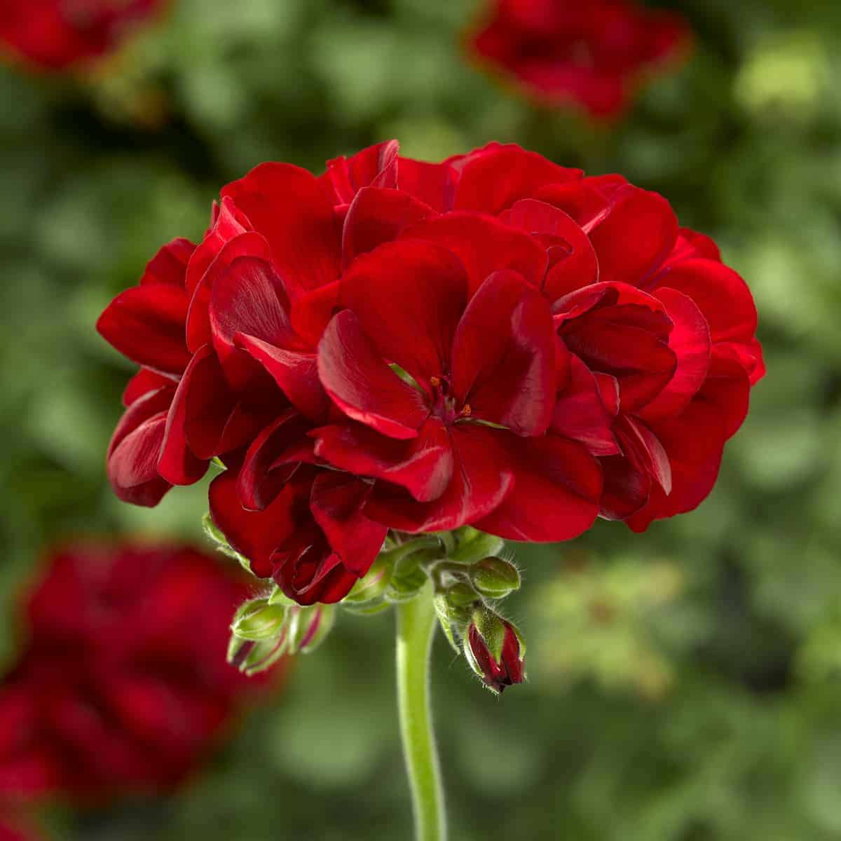 Dark Red Pelargonium Flower seeds for Planting - Garden Favorite, Heirloom & GMO Free Seeds for Home Garden