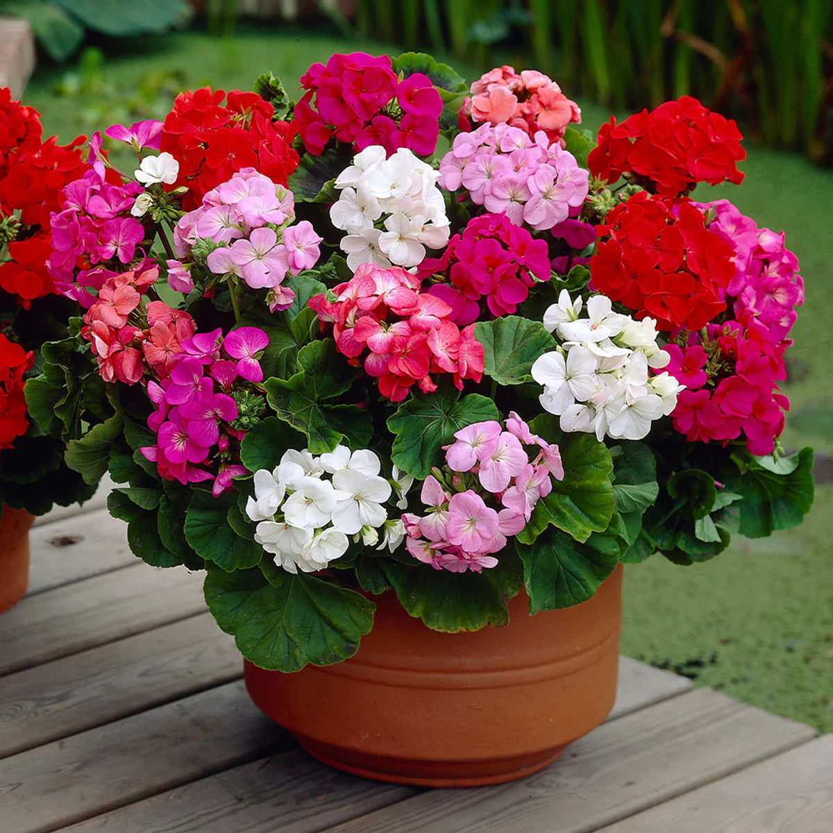 Mixed Geranium Flower Seeds for Easy Planting