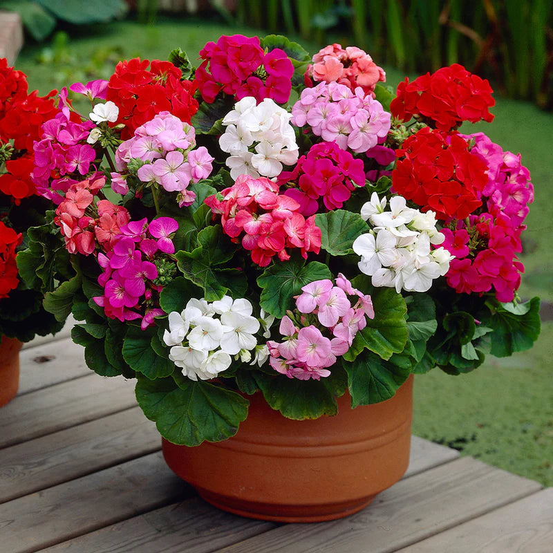 Geranium Flower seeds for Planting Long Bloom Season Heirloom & GMO Free Seeds for Home Garden