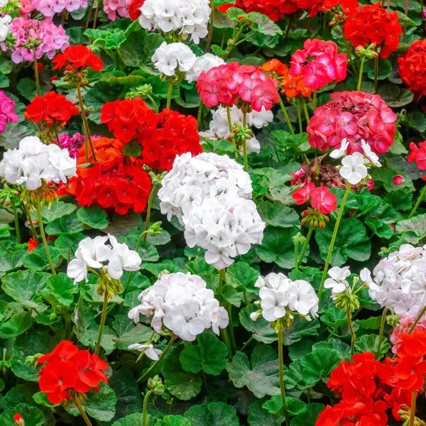 Mixed Geranium Flower Seeds for Easy Planting