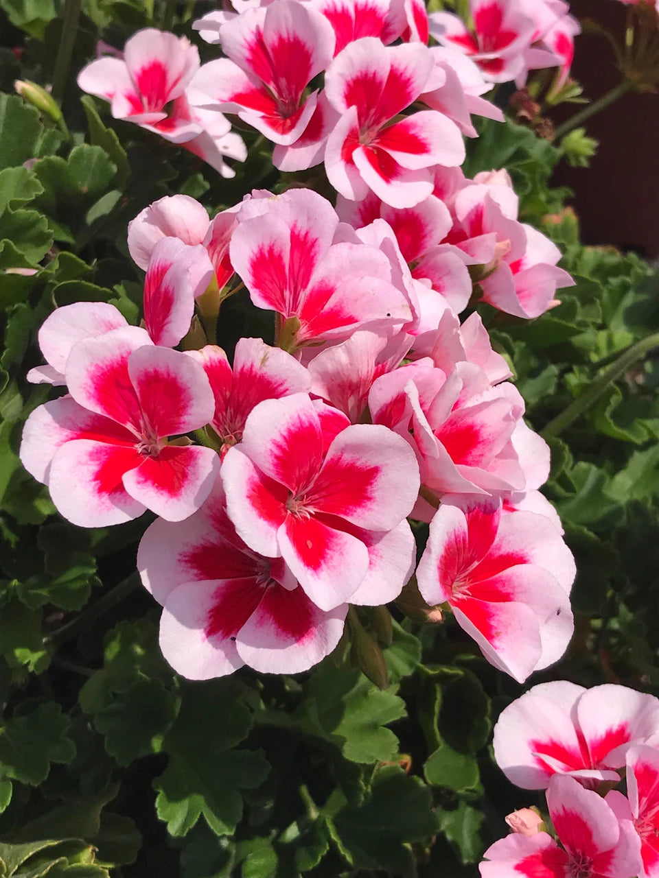 Peach Geranium Pelargonium Flower seeds for Planting - Hardy Variety, Heirloom & GMO Free Seeds for Home Garden