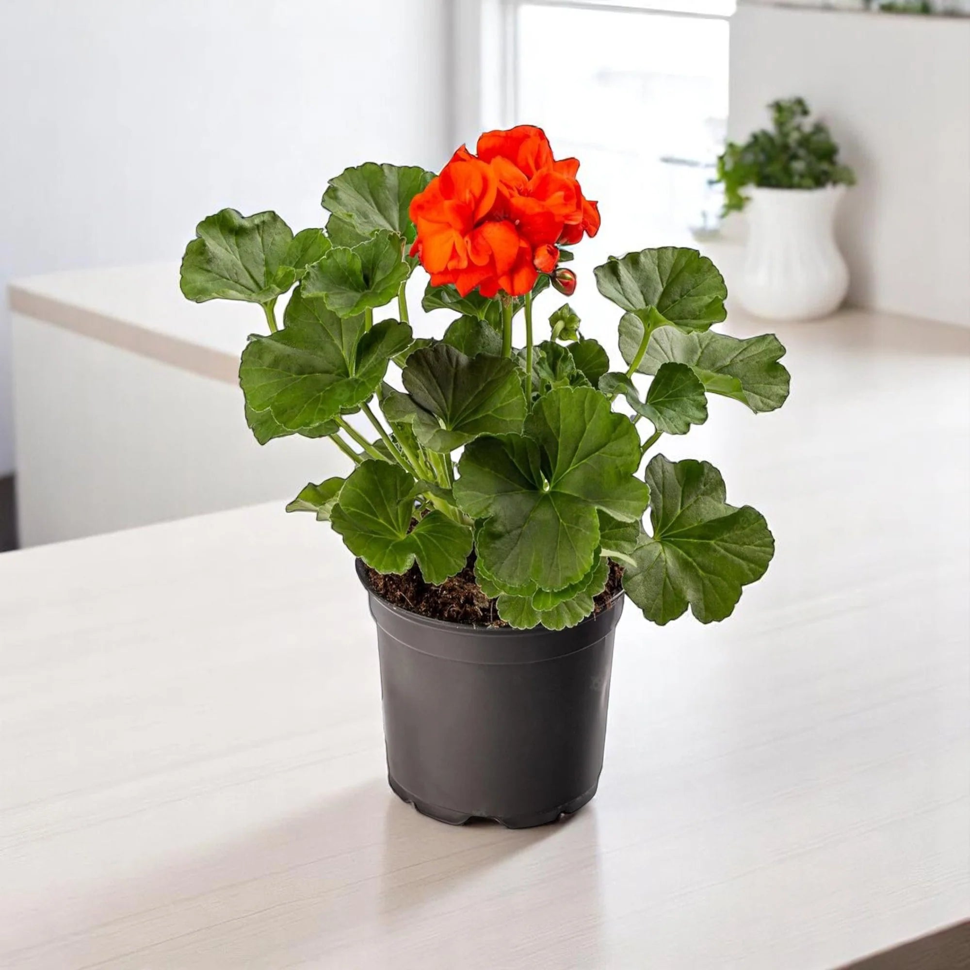 Geraniums Orange Flower seeds for Planting - Colorful Display, Heirloom & GMO Free Seeds for Home Garden