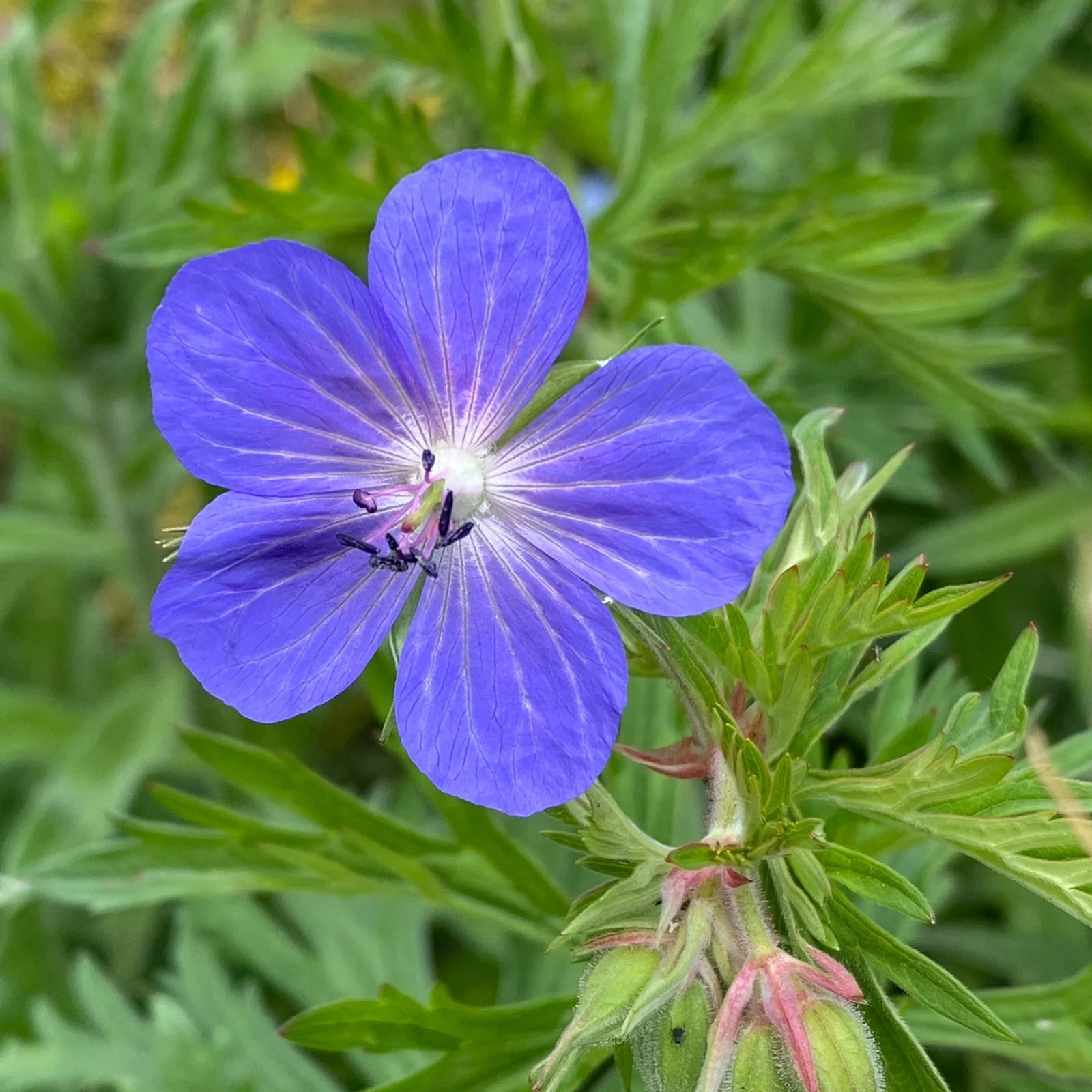 Heirloom Geranium Pratense Flower seeds for Planting Bright Blooms Heirloom & GMO Free Seeds for Home Garden