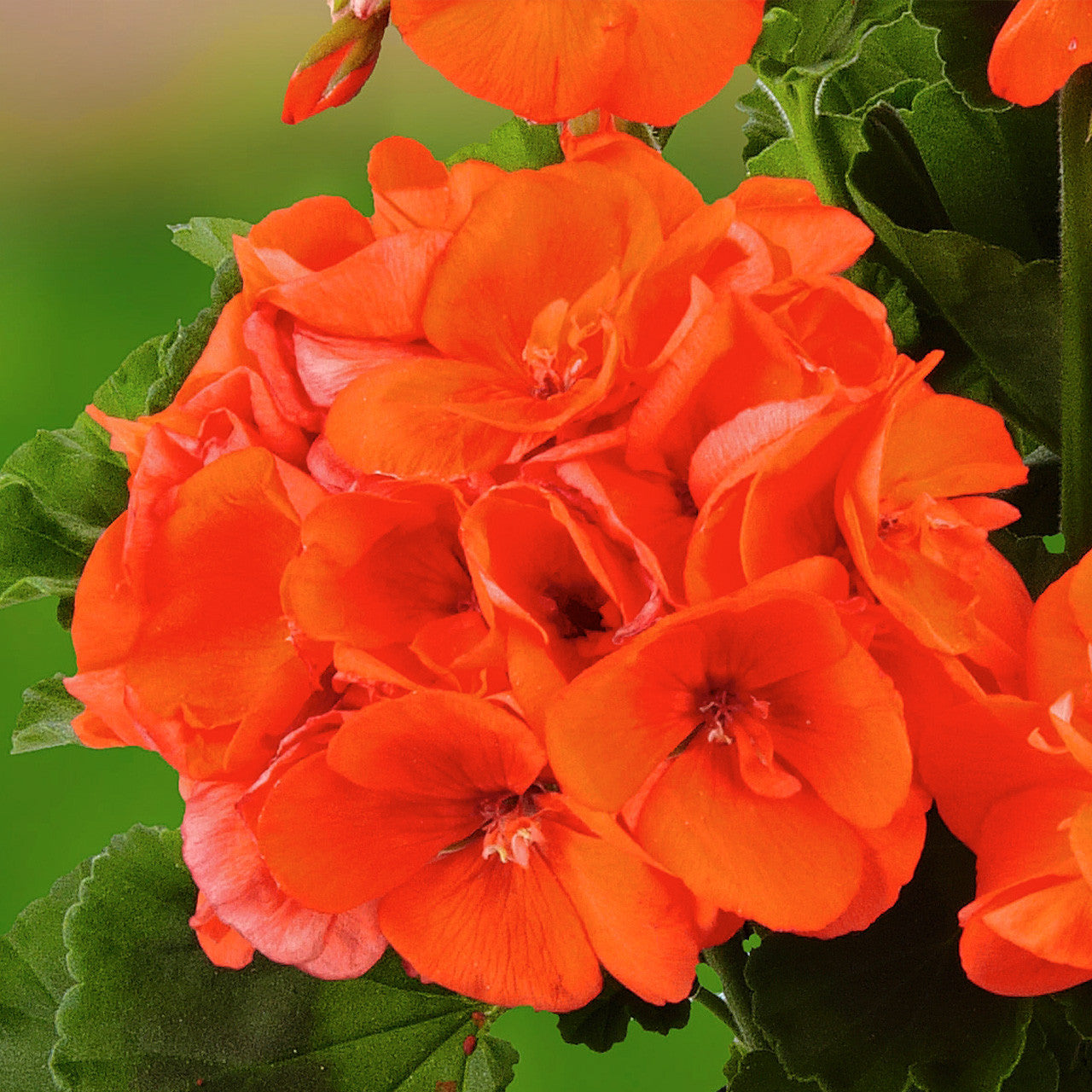 Geraniums Orange Flower seeds for Planting - Colorful Display, Heirloom & GMO Free Seeds for Home Garden