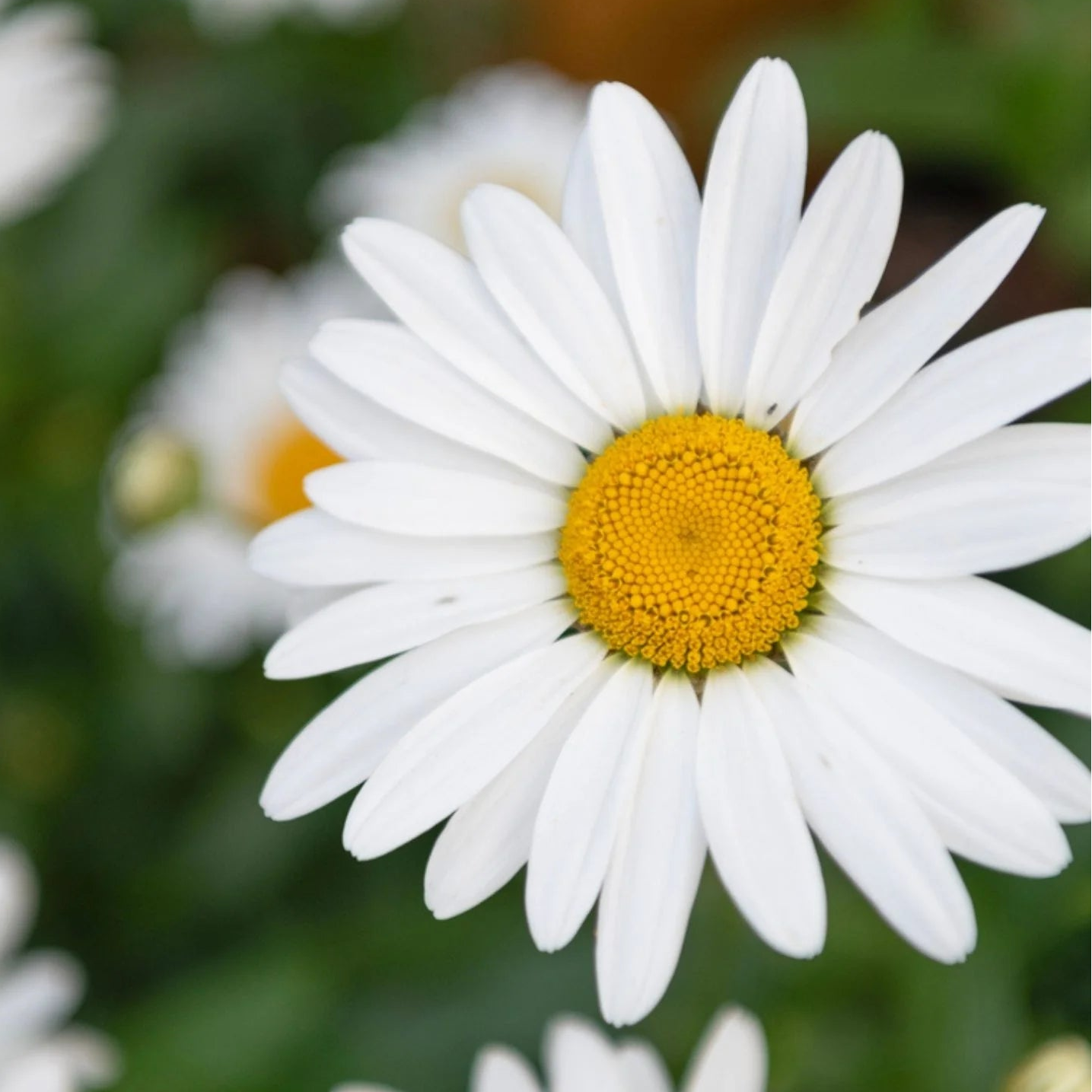 Chamaemelum Flower seeds for Planting - Pollinator Friendly, Heirloom & GMO Free Seeds for Home Garden