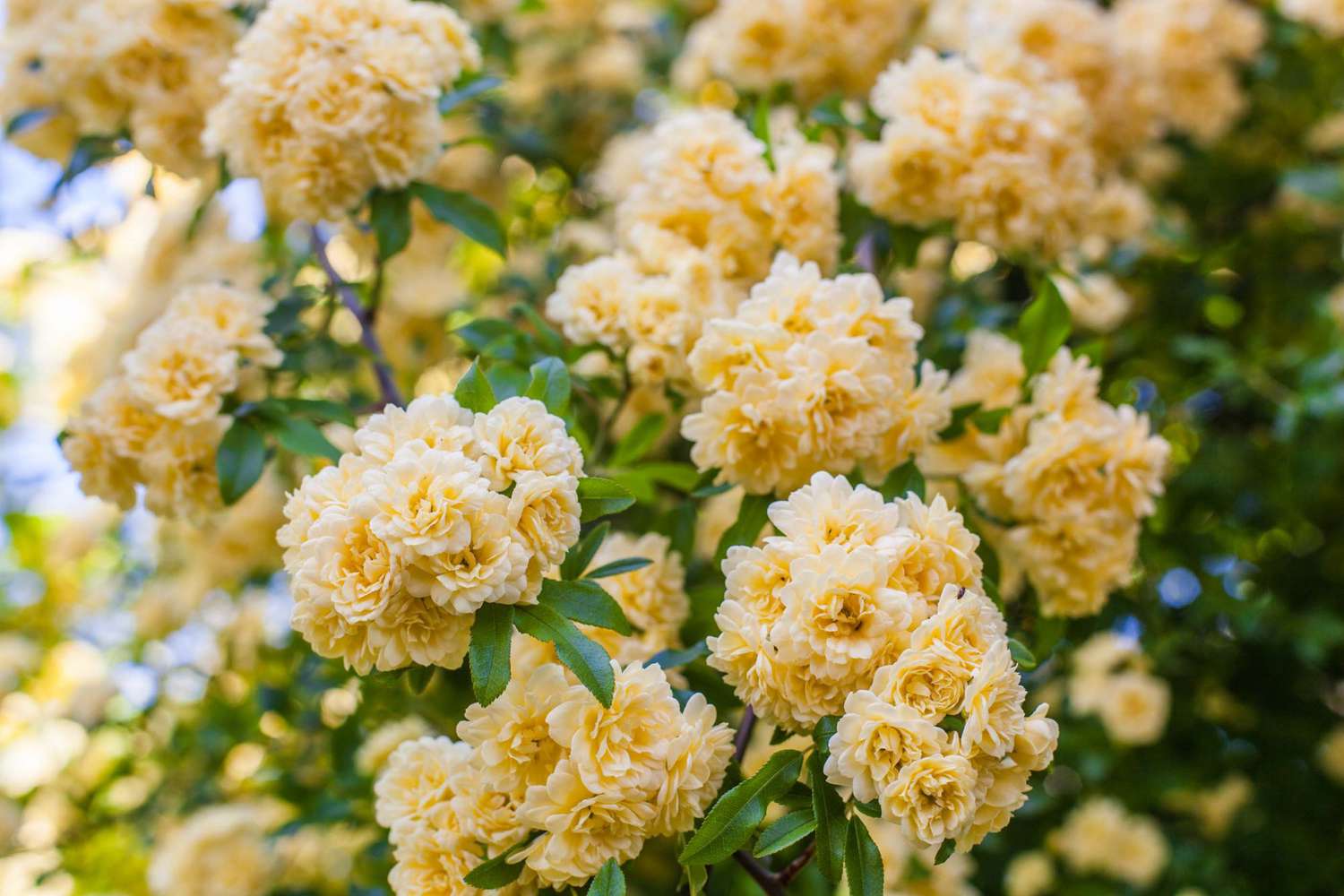Rosa Banksiae Flower seeds for Planting - Wildflower Mix, Heirloom & GMO Free Seeds for Home Garden