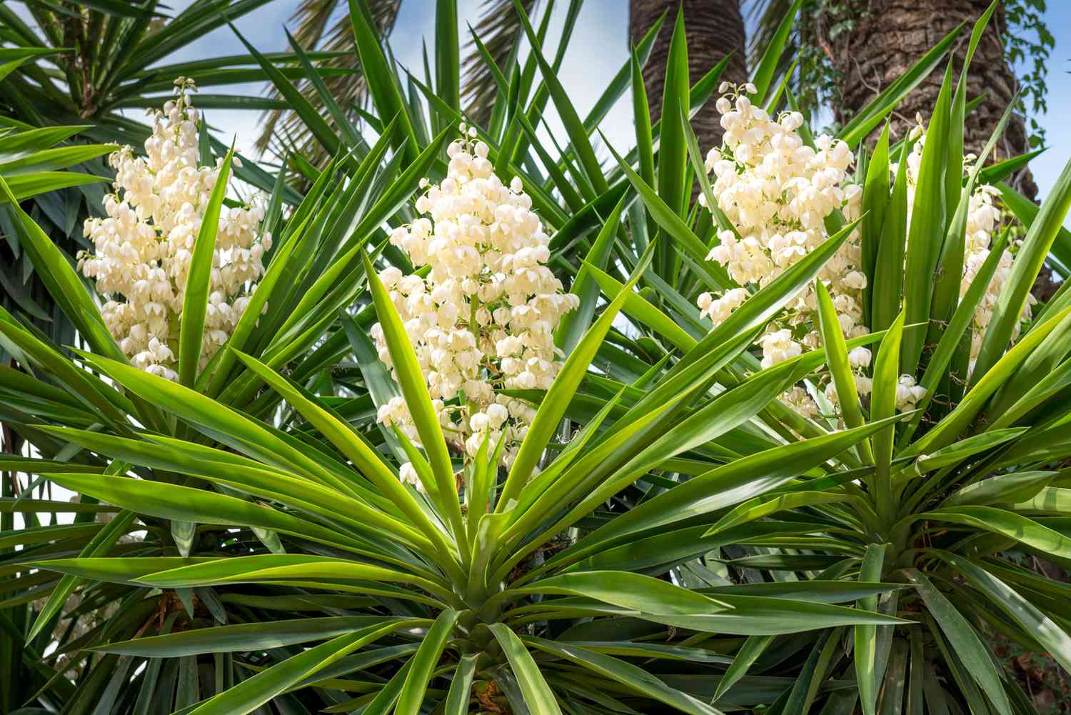 White Yucca Tree Planting Seed Perfect for Gardens