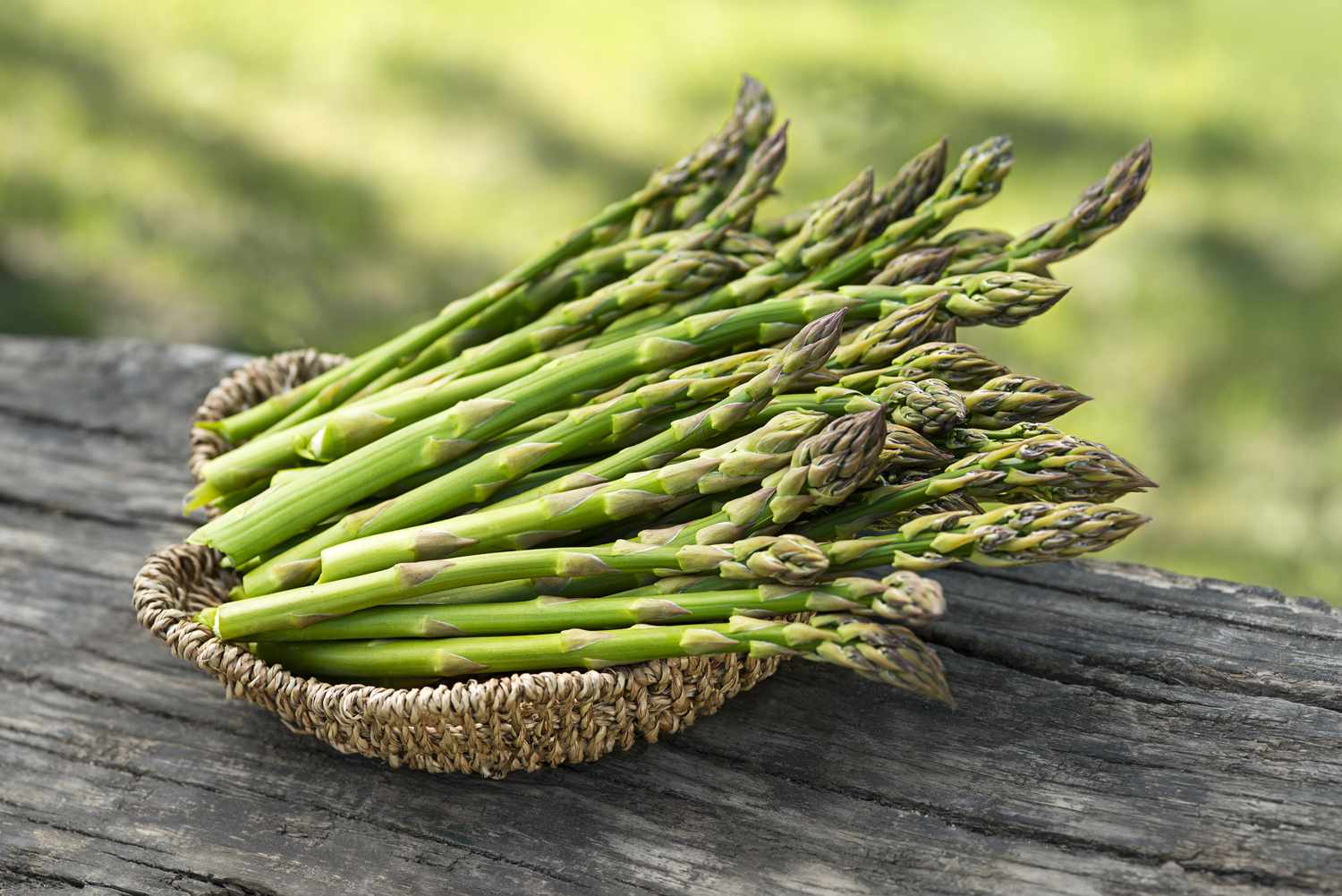 Green Wild Asparagus Seeds for Planting