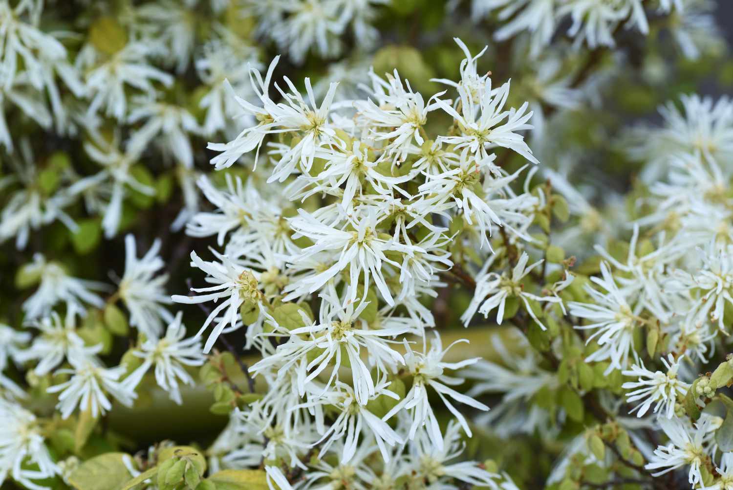 Fringe Flower seeds for Planting Long Bloom Season Heirloom & GMO Free Seeds for Home Garden