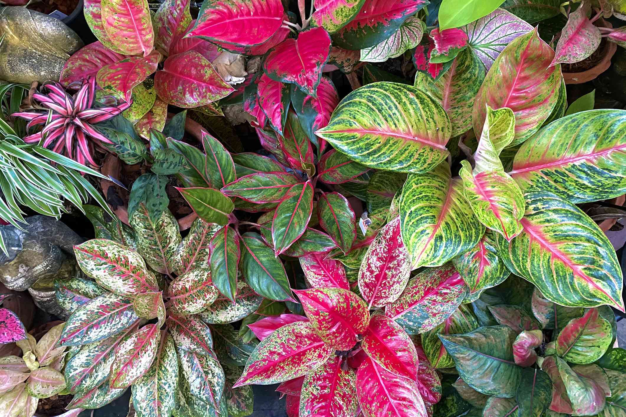 Mix Pink Aglaonema Flower seeds for Planting - Long Bloom Season, Heirloom & GMO Free Seeds for Home Garden