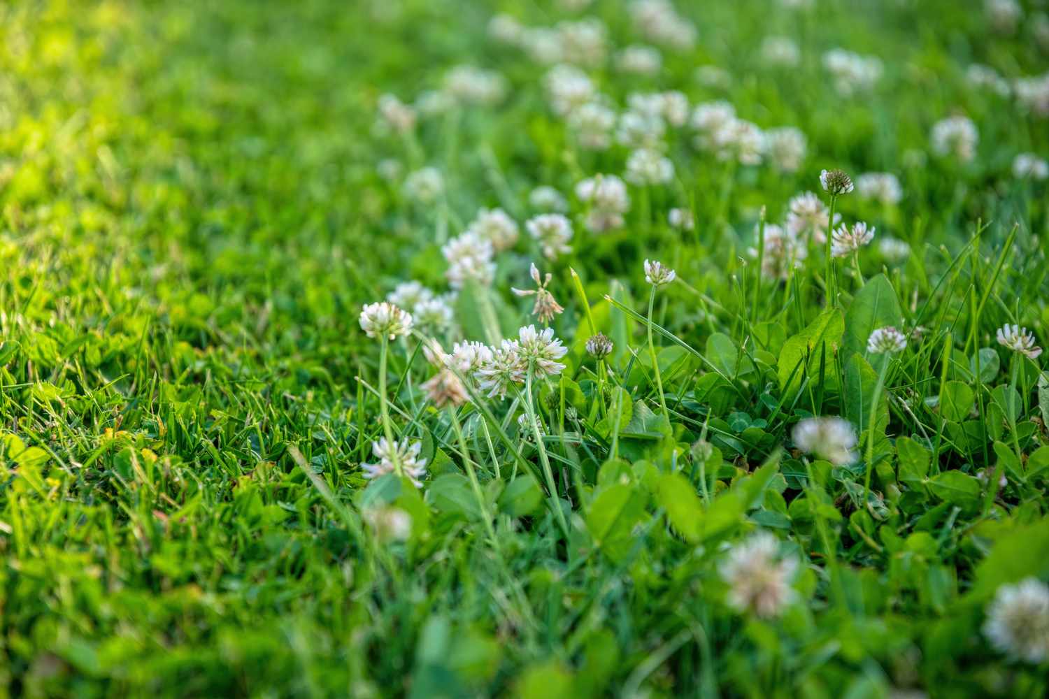Green Clover Seeds for Planting - Hardy Perennial Flowering Clover Garden Seeds Heirloom Non-GMO Seeds