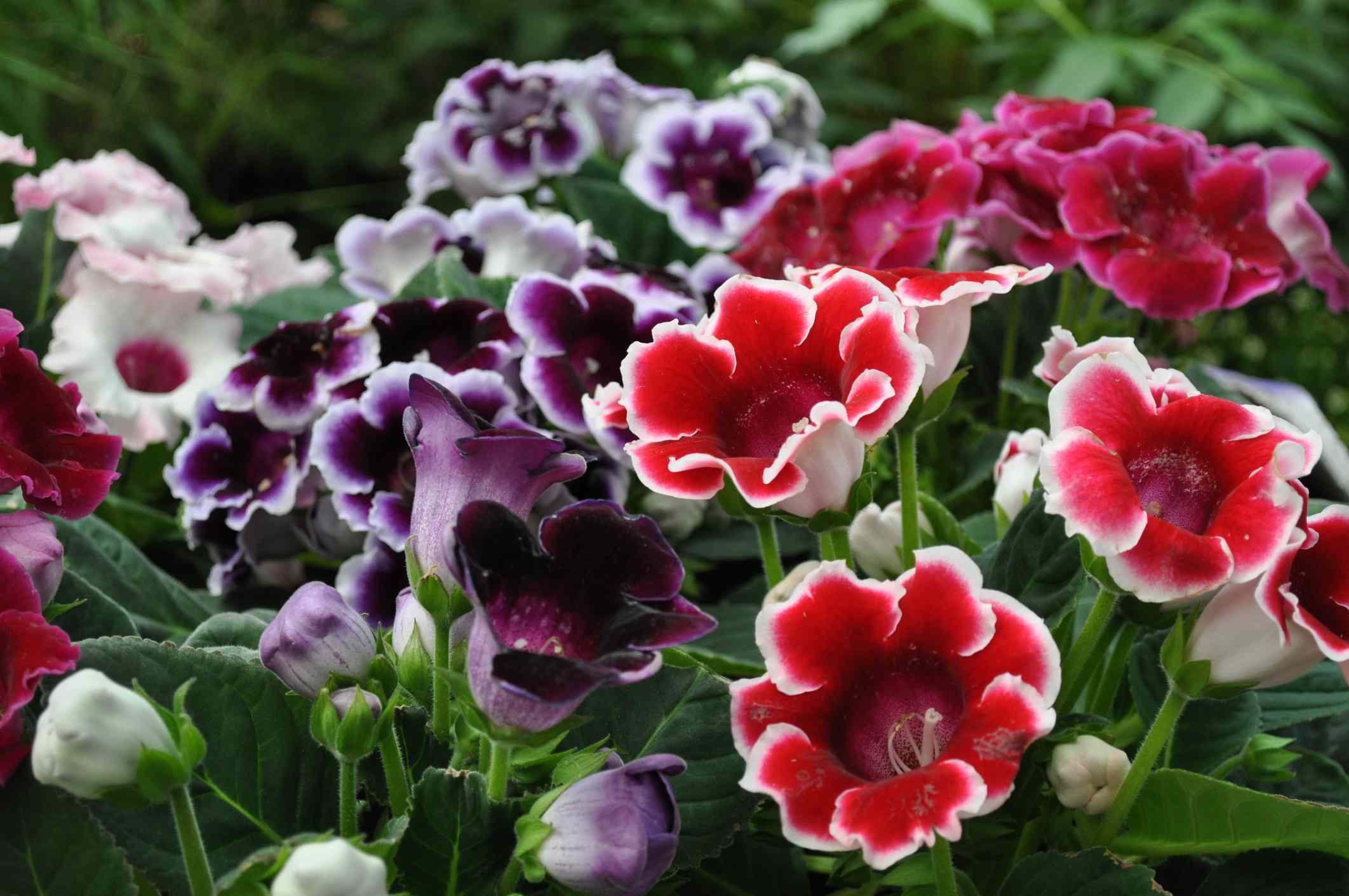 Gloxinia Mixed Flower seeds for Planting - Cut Flower Favorite, Heirloom & GMO Free Seeds for Home Garden