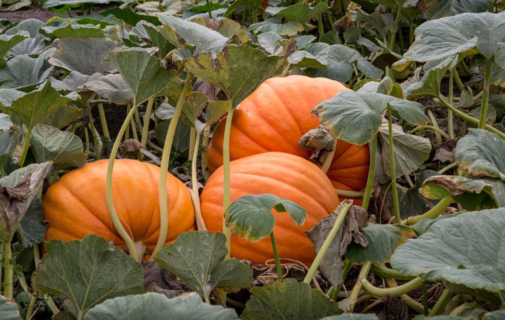 Brown Pumpkin Seeds for Planting - Grow Your Own Harvest