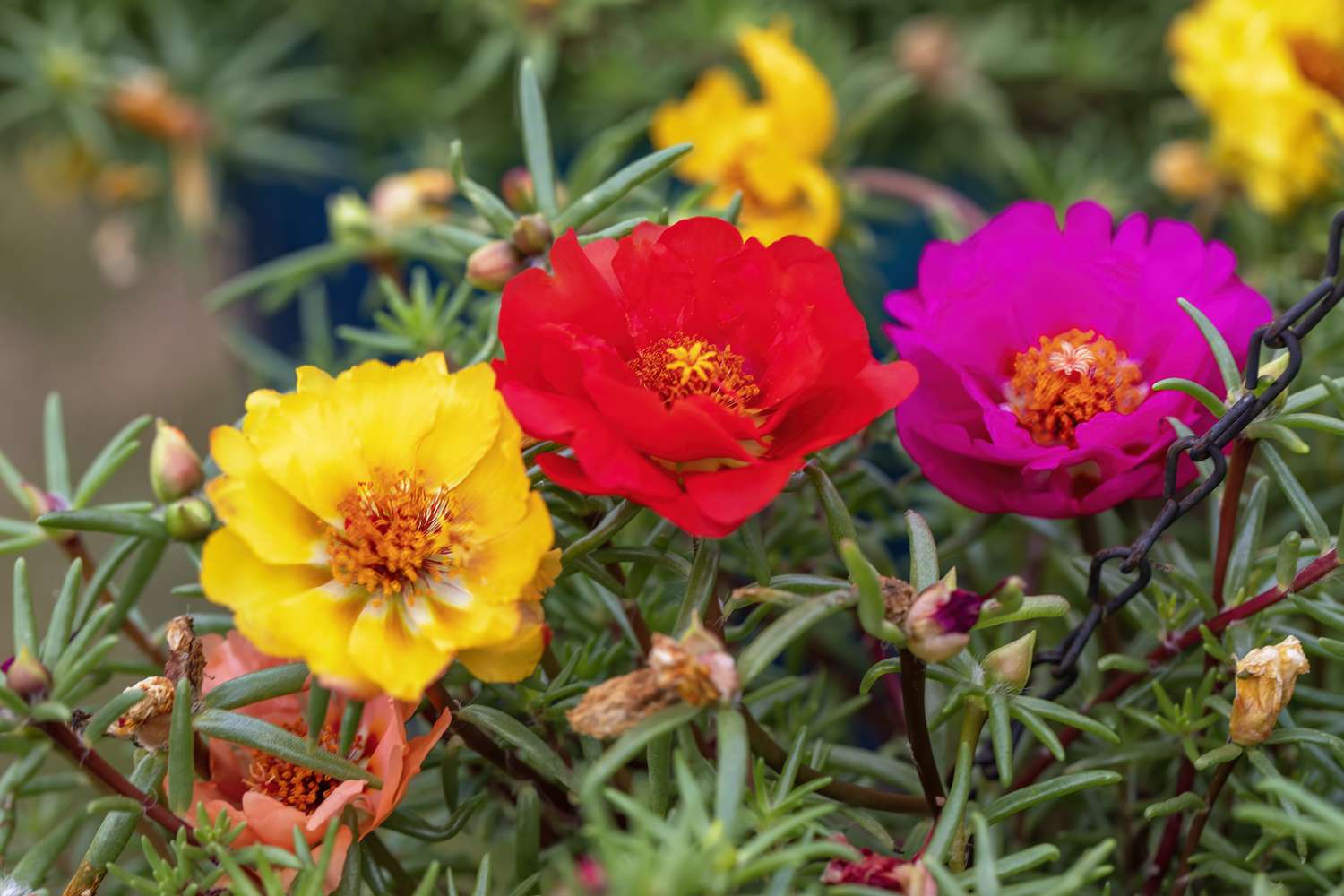 Portulaca Portulaca grandiflora Seeds for Planting - Great for Flower Bed & Urban Garden