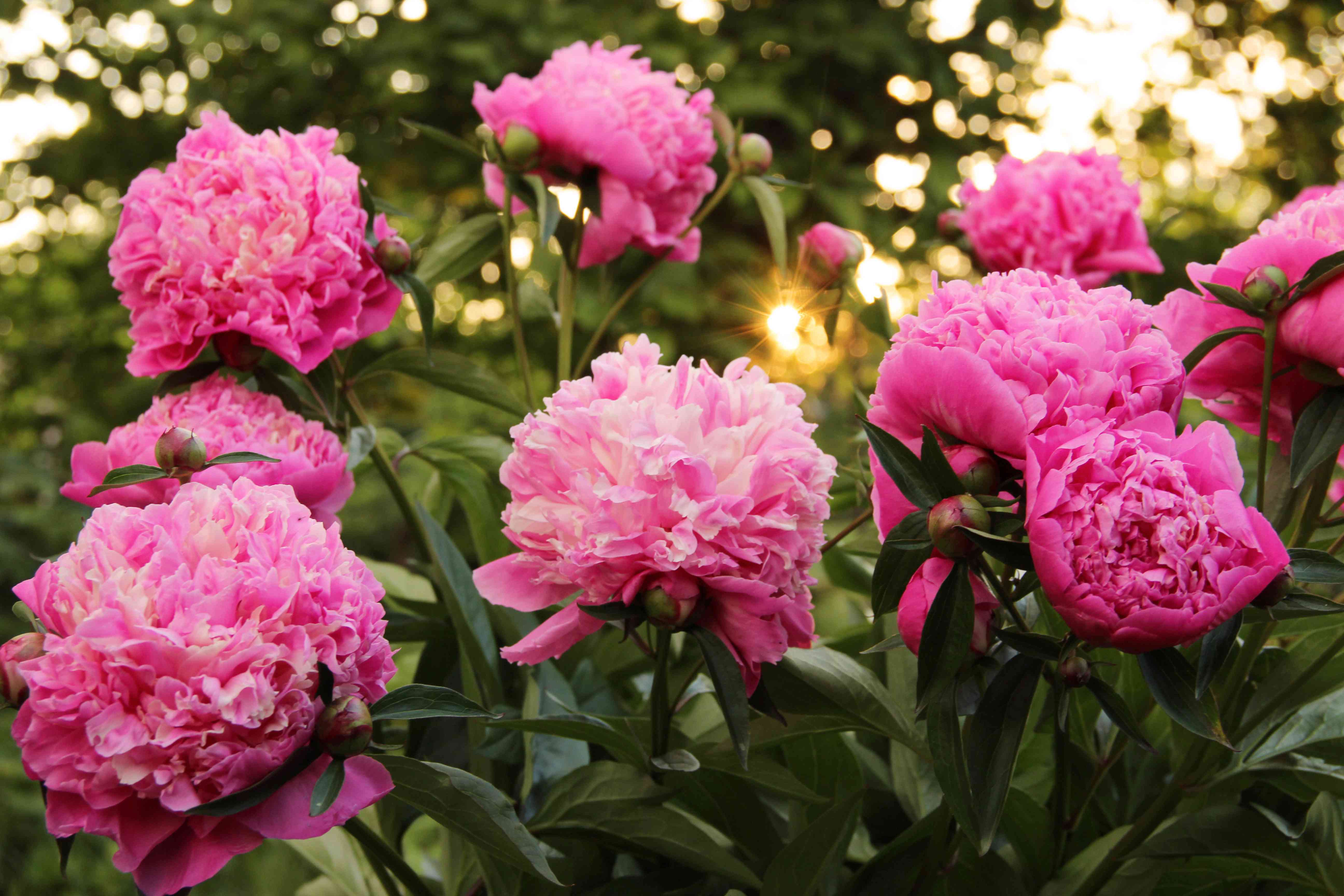 Pink Paeonia Flower seeds for Planting - Vibrant Colors, Heirloom & GMO Free Seeds for Home Garden