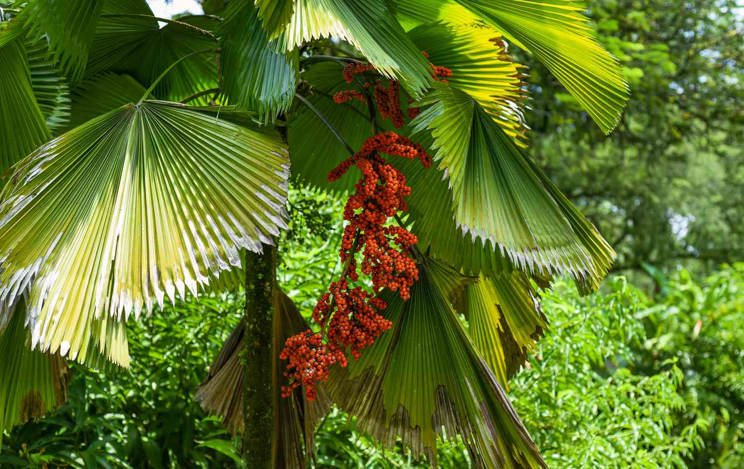 Vanuatu Palm Tree Seeds: Grow Your Own Tropical Paradise  Essential Planting Instructions