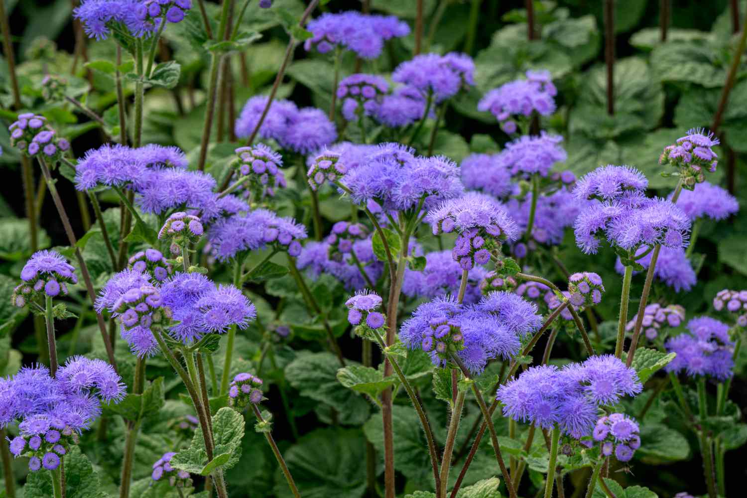 Lilac Purple Flower Planting Seeds - Perennial Garden Blooms - Evergrowseeds