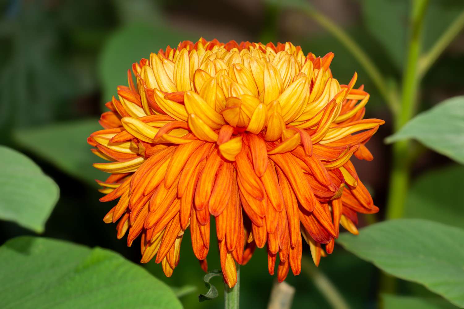 Yellow & Orange Chrysanthemum Flower seeds for Planting - Vibrant Colors, Heirloom & GMO Free Seeds for Home Garden