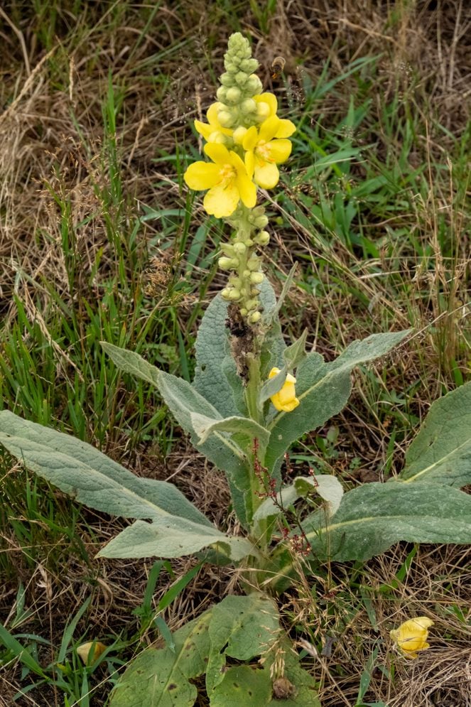 Yellow Verbascum Thapsus Flower seeds for Planting - Seasonal Bloomer, Heirloom & GMO Free Seeds for Home Garden