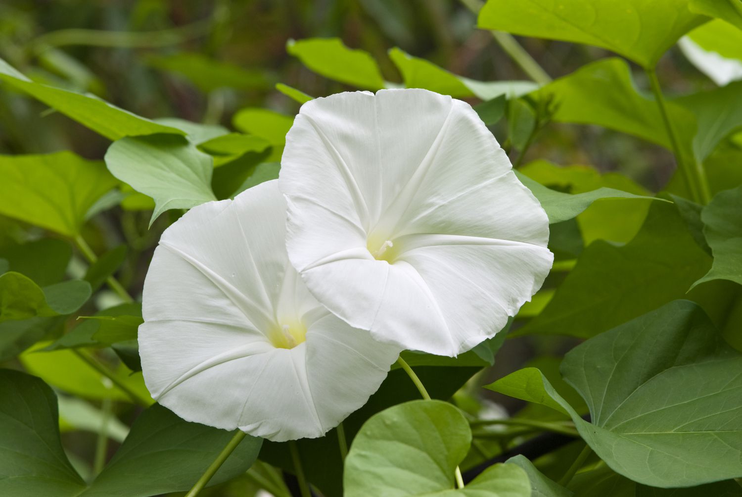 Moon Flower seeds for Planting - Seasonal Bloomer, Heirloom & GMO Free Seeds for Home Garden