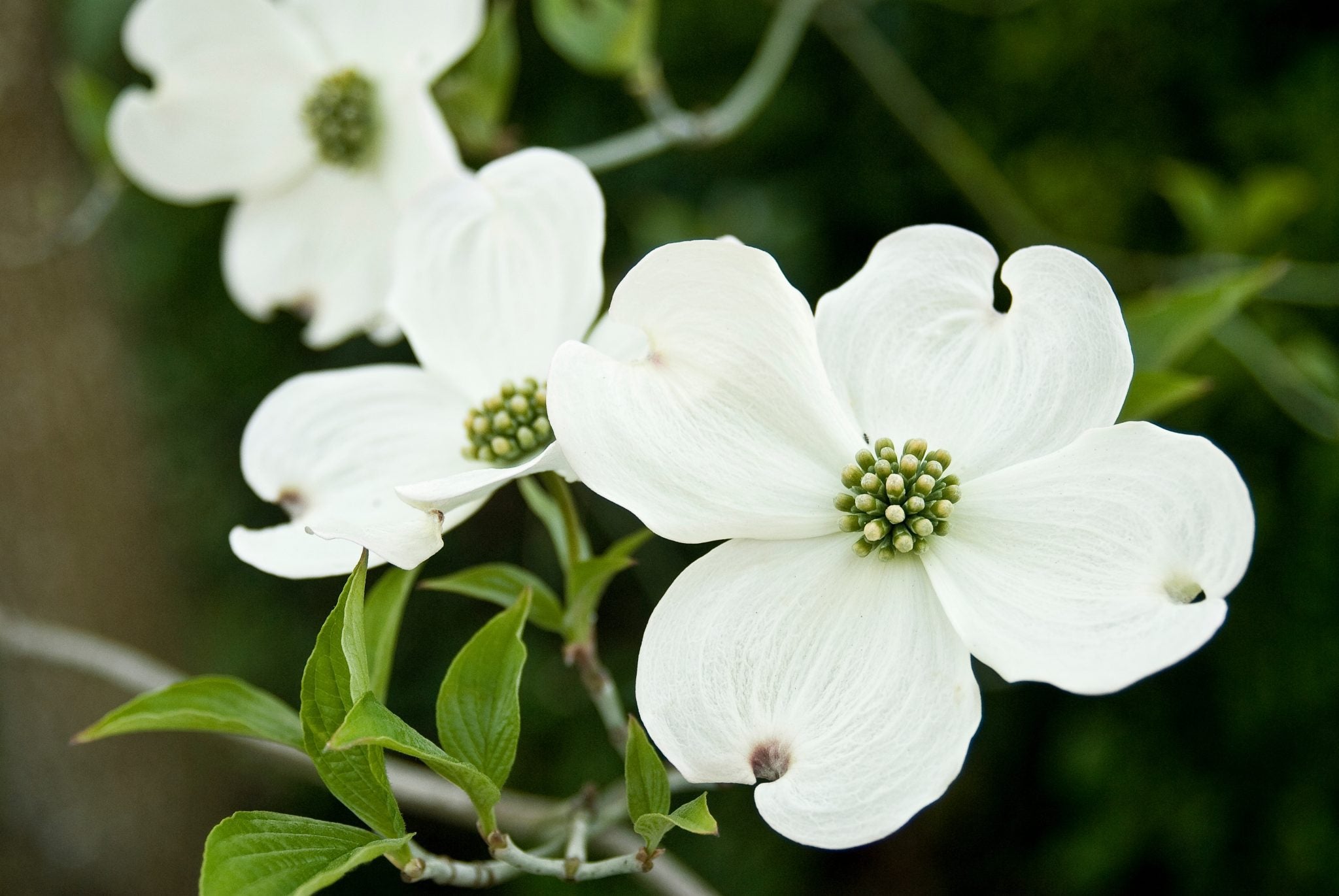 Cornus Flower seeds for Planting - Fragrant Blossoms, Heirloom & GMO Free Seeds for Home Garden Sale