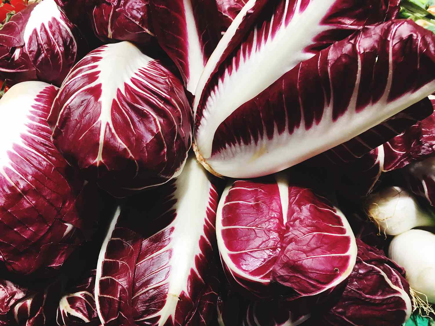 Red Radicchio Vegetable Seeds - Easy Planting for Home Gardens