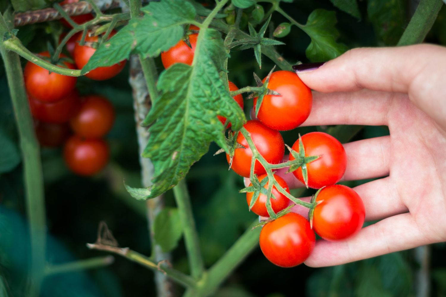 Red Tumbler Tomato Seeds for Planting for Planting, Premium Vegetable Seeds | Heirloom Non-GMO