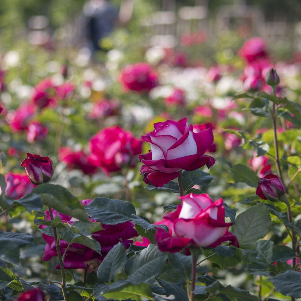 Mixed Osiria Rose Flower Seeds for Planting Cottage Garden Essential Heirloom & GMO Free Seeds for Home Garden
 
 Sale