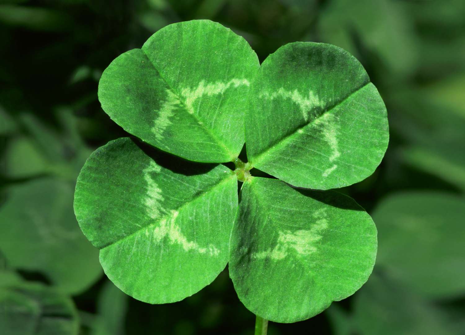 Green Clover Flower seeds for Planting - Shade Tolerant, Heirloom & GMO Free Seeds for Home Garden